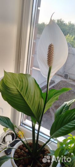 Спатифиллюм, отростки