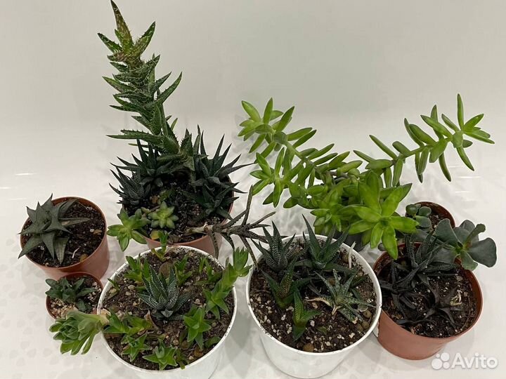 Суккуленты разные