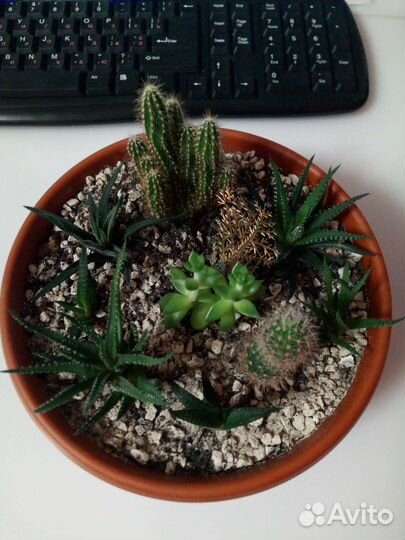 Садик из суккулентов