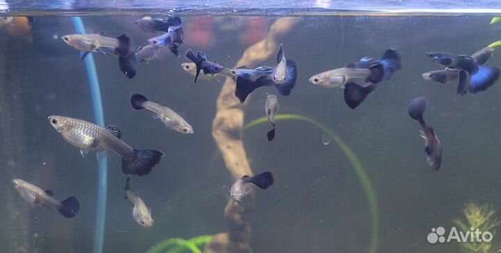 Гуппи чистая линия, Моллинезия чёрная, калико