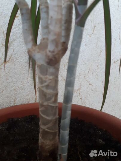 Пальма драцена