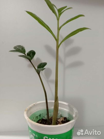 Замиокулькас долларовое дерево