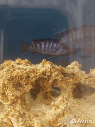 Мальки псевдотрофеус элангатус мпанга(цихлиды)