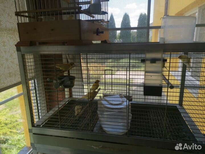 Кенары и канарейки