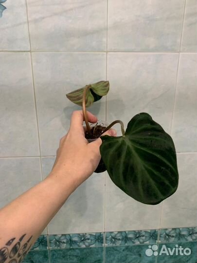 Комнатные растения