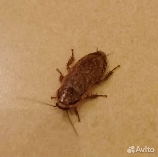 Тараканы мраморные