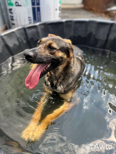 Собака водолаз из приюта в дар
