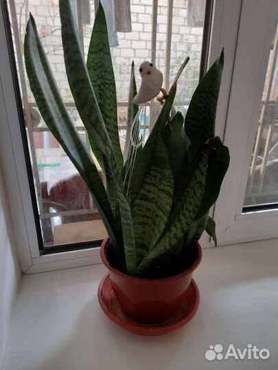 Сансевиерия