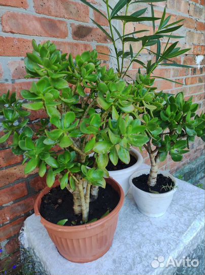 Денежное дерево, толстянка