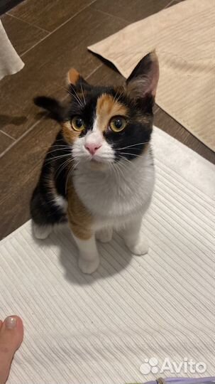 Трехцветная кошка