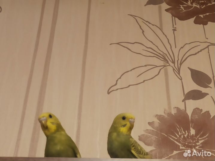 Птенцы волнистых попугаев