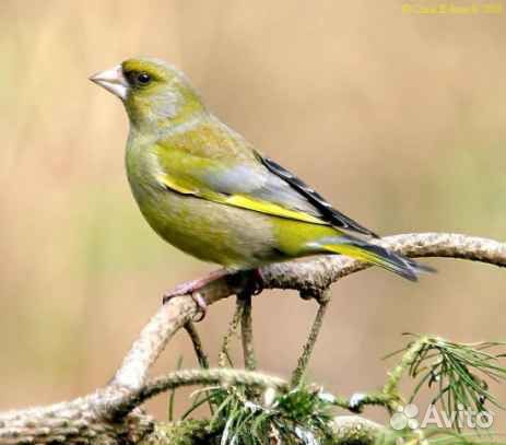 Молодые щеглы.зеленушки