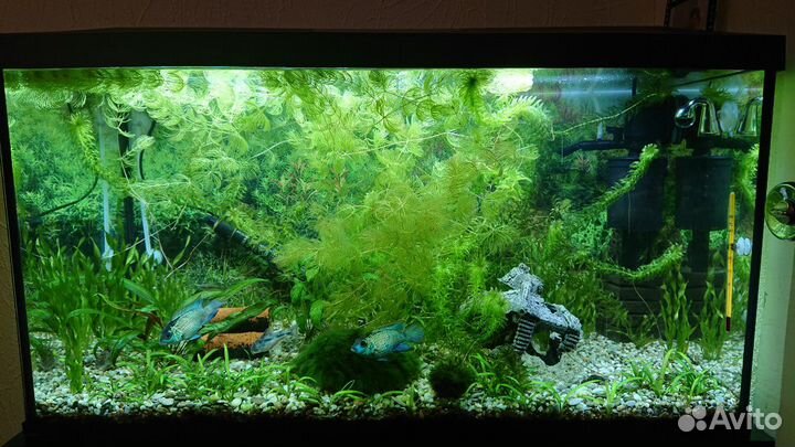 Аквариум