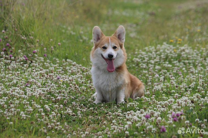 Вязка (вельш-корги пемброк)
