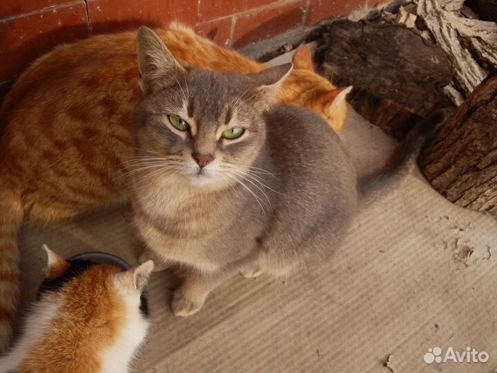 Отдам в добрые руки русскую голубую