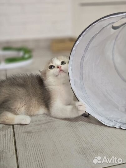 Вислоухий котенок