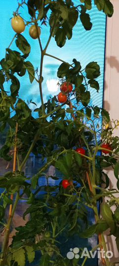 Саженцы балконные