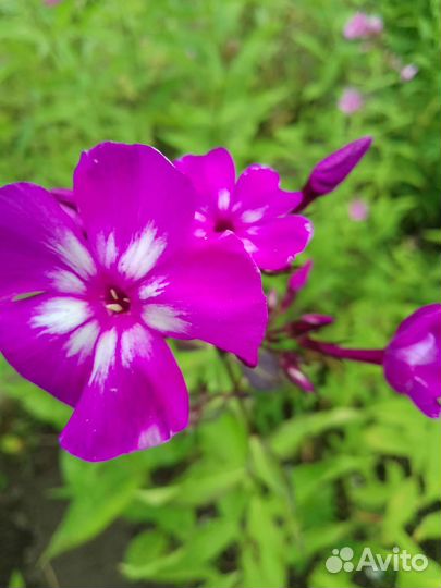 Флоксы во всем многообразии