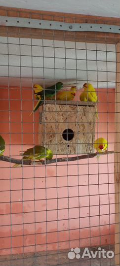 Продаю попугаев