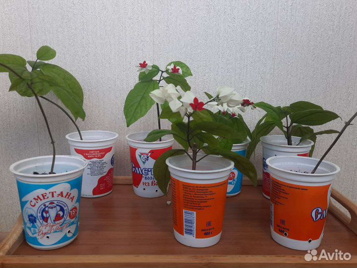 Клеродендрум