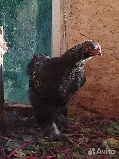 Молодые петушки породы брама