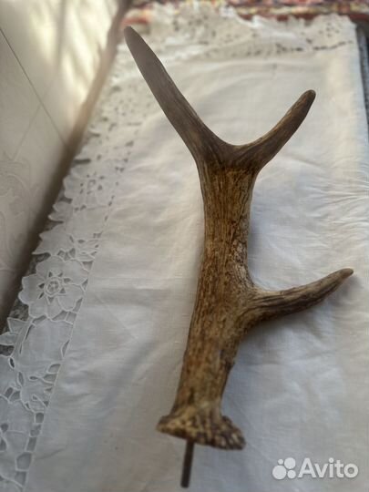 Рога оленя