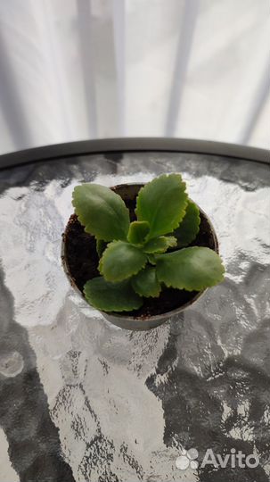 Комнатные цветы каланхоэ