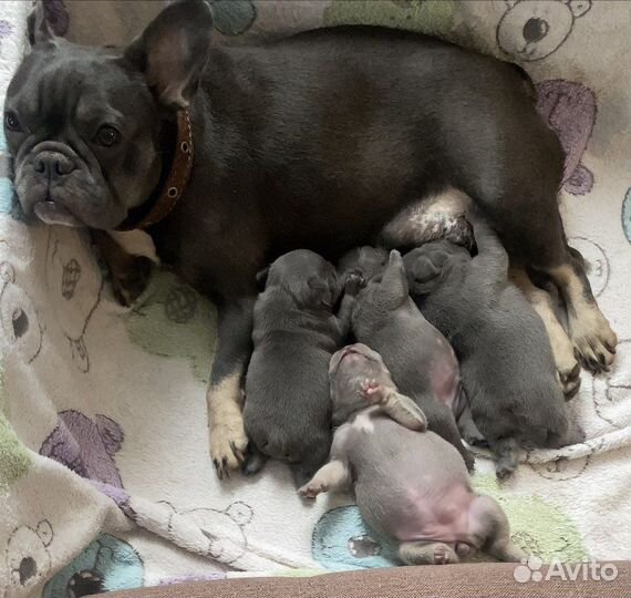 Французский бульдог щенки голубой и лиловый