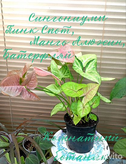 Сингониум композицией