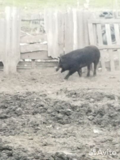 Кабаны на племя