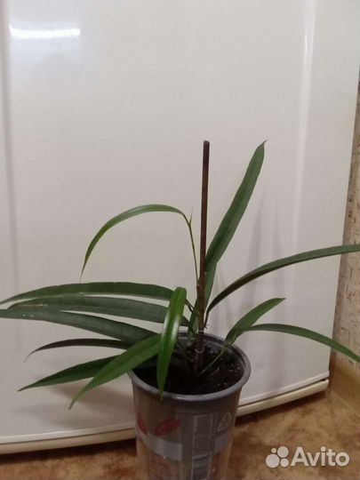 Комнатные растения цветы. Фикус Али