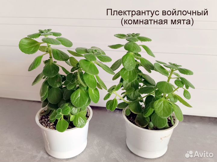 Молочай беложильчатый