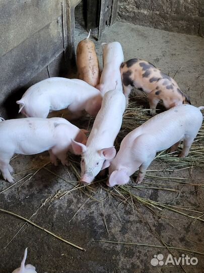 Поросята