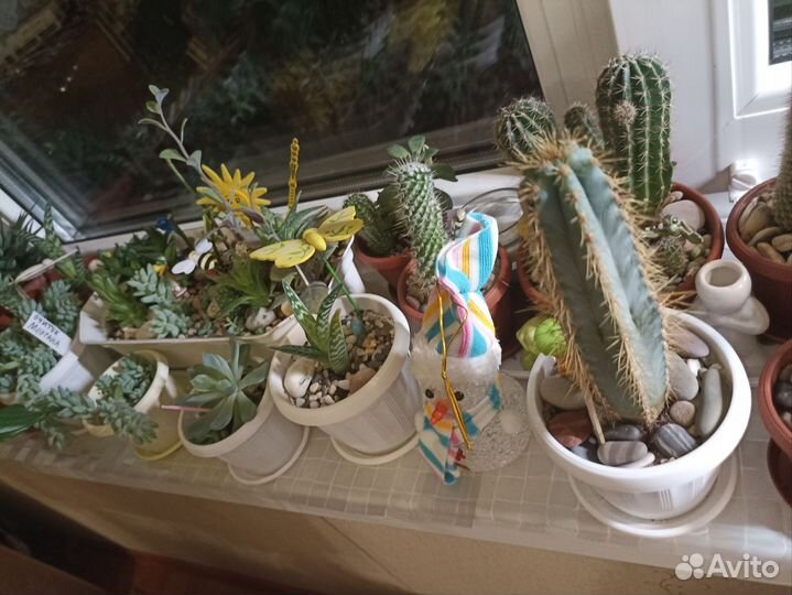 Домашние цветы в горшках