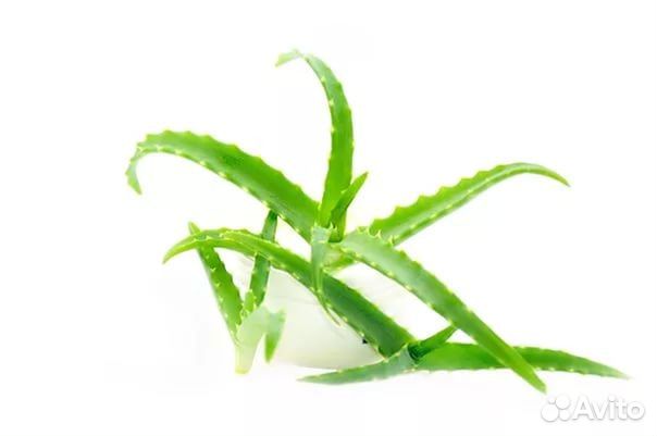 Алоэ лекарственное