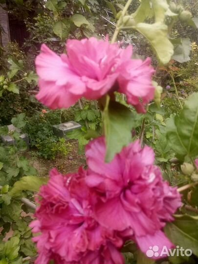 Гибискус древовидный Люси