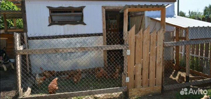 Курицы петух