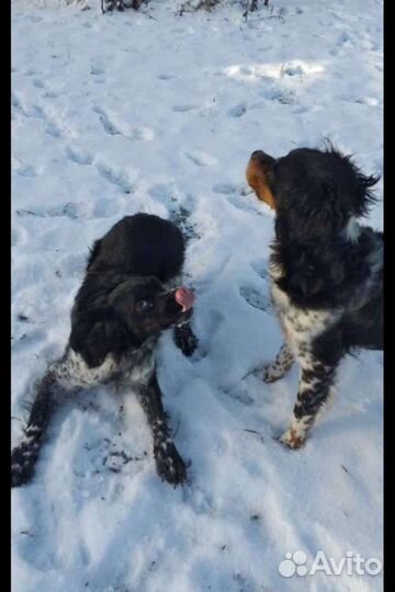 Бретонский эпаньоль