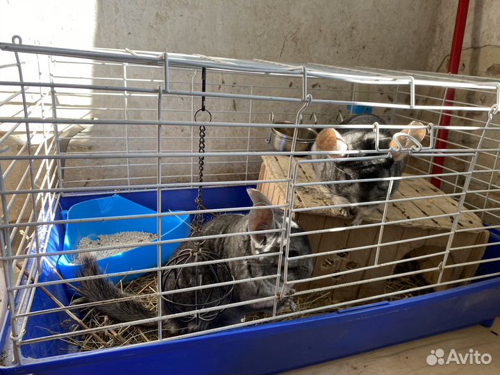 Шиншилы с клеткой