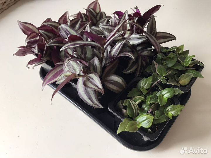 Традесканция