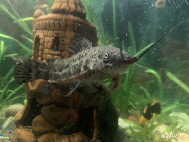 Сомики таракатум