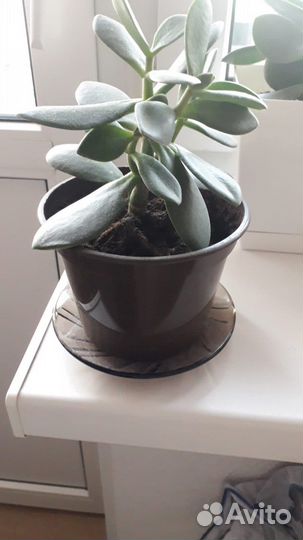 Денежное дерево