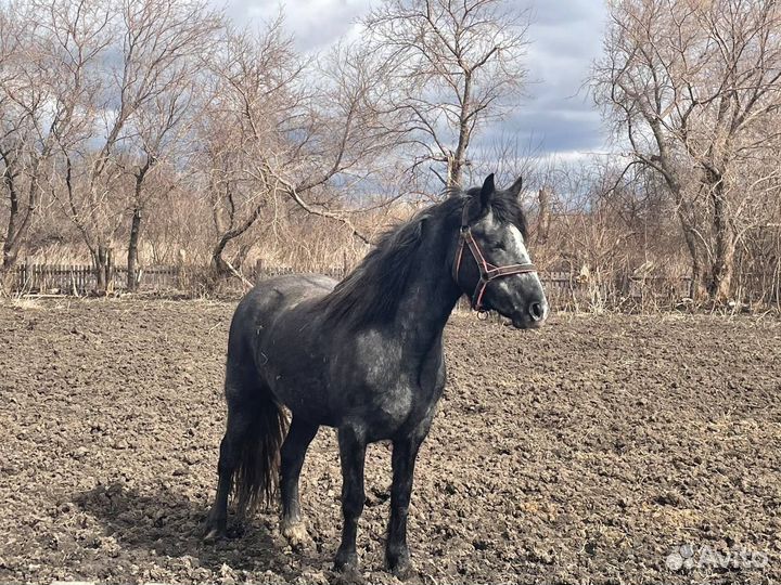 Молодая лошадь