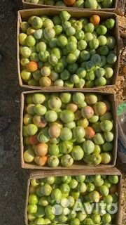 Продаю помидоры с поля