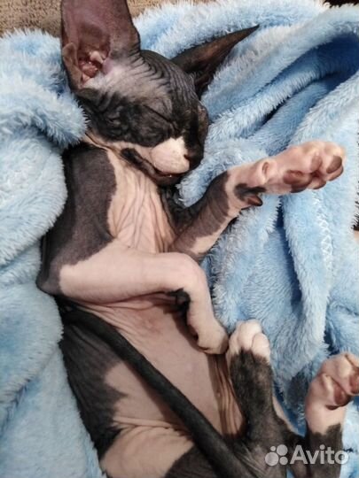 Канадский сфинкс