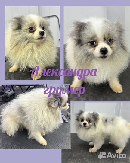 Груминг собак и кошек