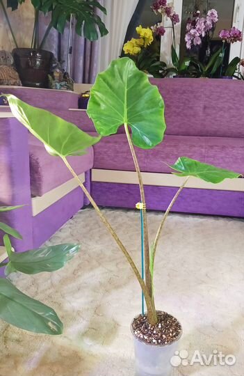 Алоказия Нью Гвинея Голд