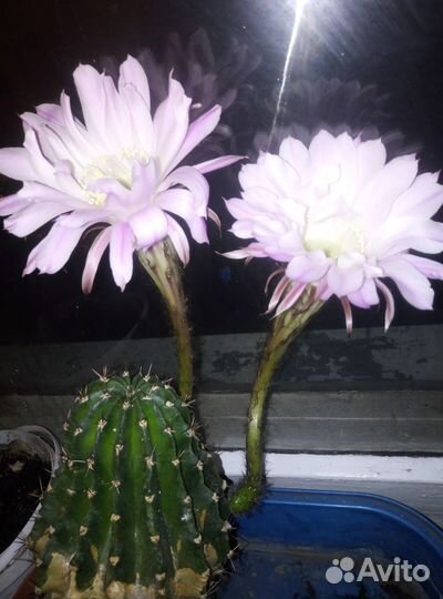 Кактусы и суккуленты