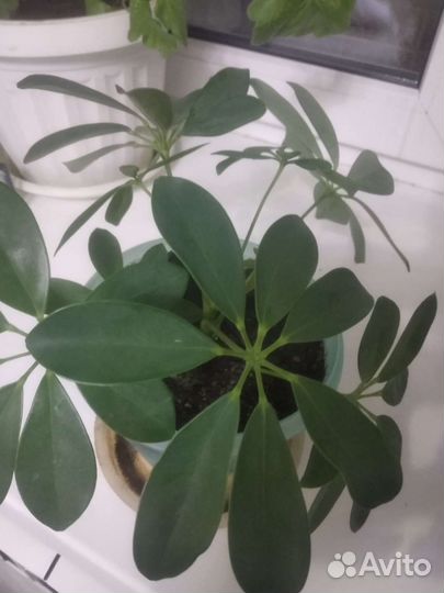 Комнатные цветы шефлера