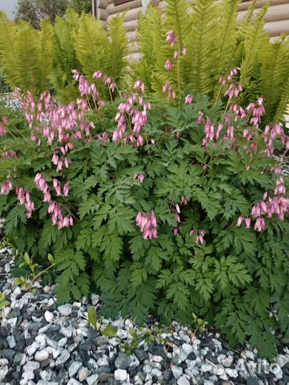 Хосты и папоротники